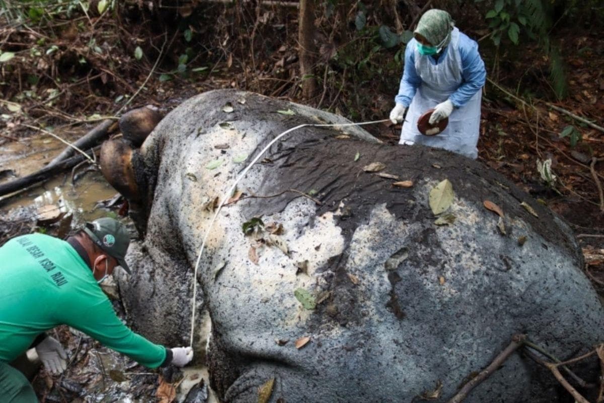Gajah Sumatera Berkepala Terpenggal Ditemukan di Pelalawan, Gadingnya Hilang