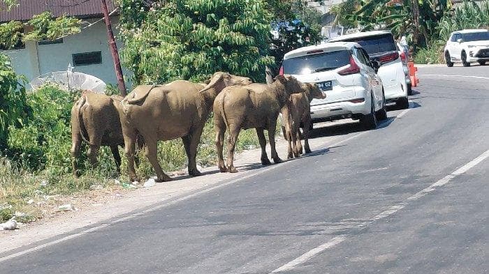 Gerombolan Kerbau Bebas di Jalan Raya Abdya, Warga Khawatir Kecelakaan