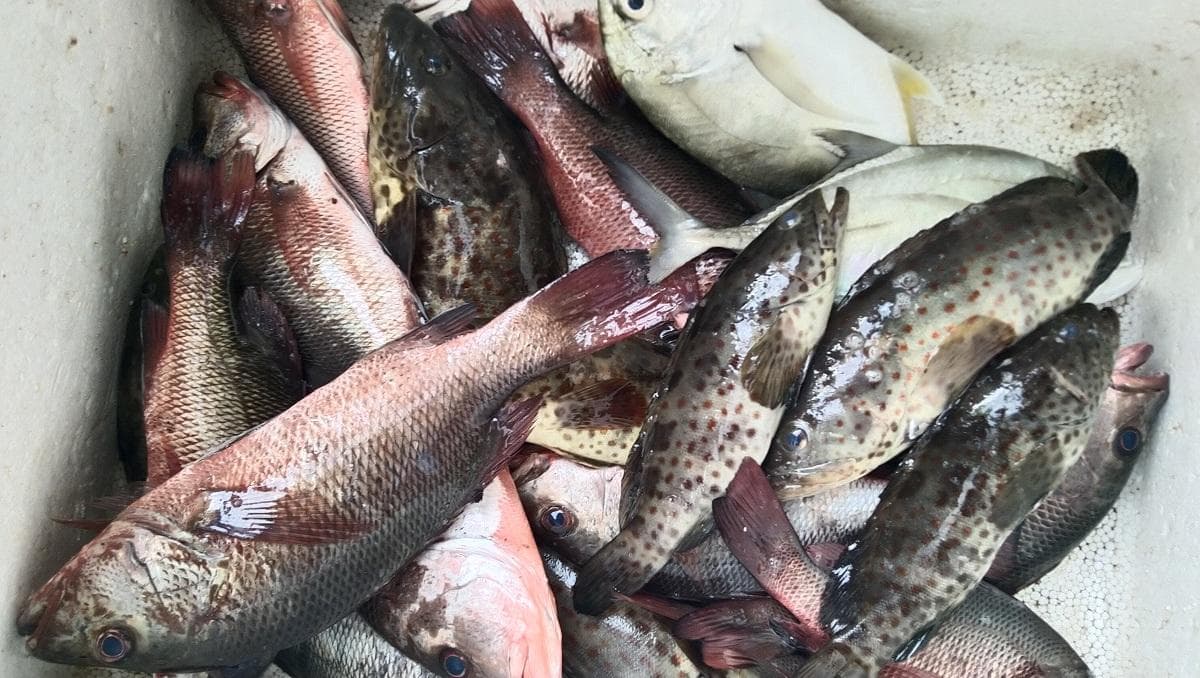 Harga Ikan Laut di Aceh Singkil Naik, Nelayan Senang Warga Kelabakan