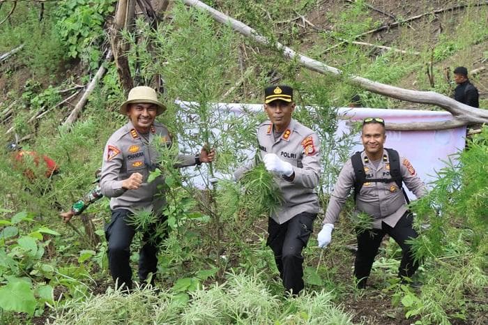 Polres Aceh Besar Musnahkan Ladang Ganja di Panca Kubu, Satu Pemilik Ditangkap