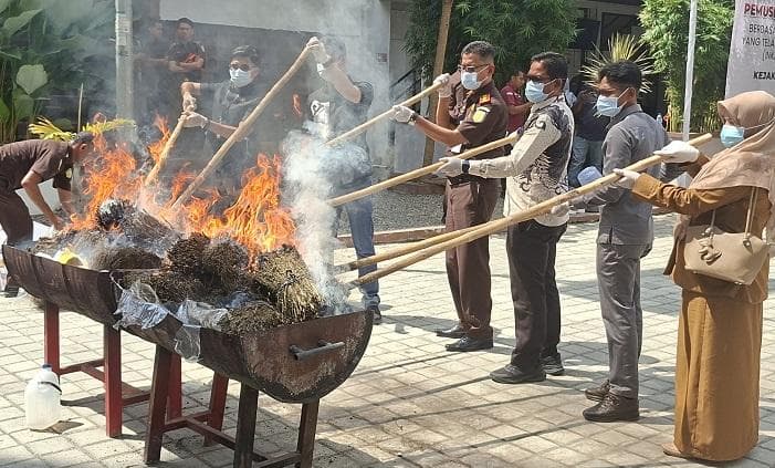 Kejari Bireuen Bakar 88 Kg Ganja dan Blender 800 Gram Sabu, Transparan