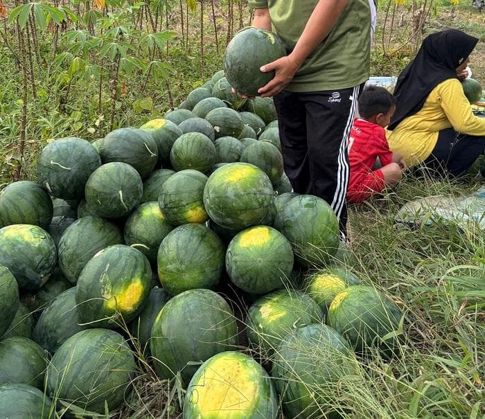 BUMDes Subulussalam Timur Raih Cuan Puluhan Juta dari Semangka Tanpa Biji