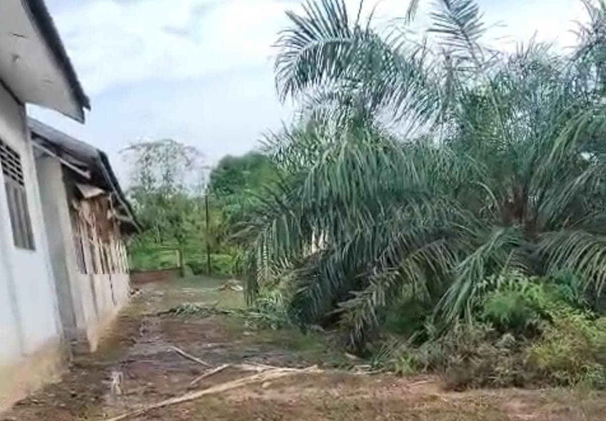 Gajah Liar Dekati Pemukiman Warga Lango, BPBD Aceh Barat Turunkan Tim