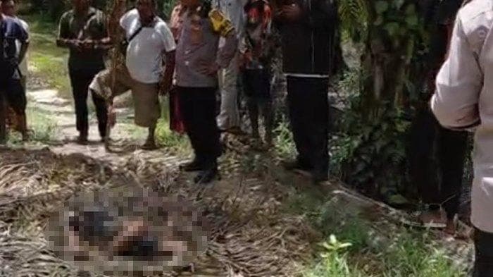 Mayat di Kebun Sawit Nagan Raya Diduga Pembunuhan, Polisi Telusuri Pelaku