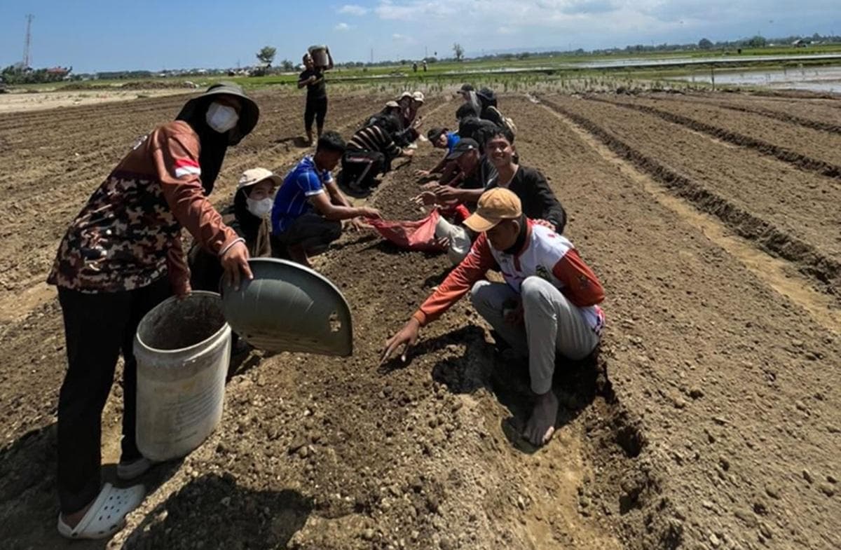 Mahasiswa UBBG Bantu Petani Tiba Masjid Panen Sayur Sebelum Idulfitri