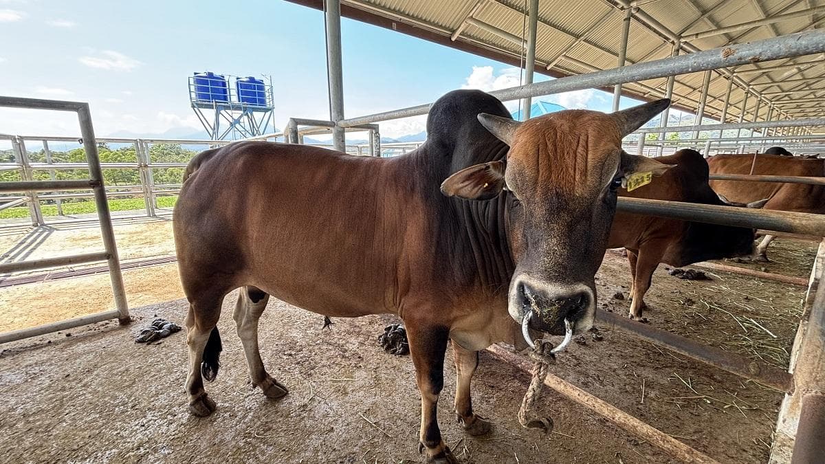 Stok Daging Meugang Idul Fitri di Aceh Aman, Kebutuhan 1.500 Ton Terpenuhi