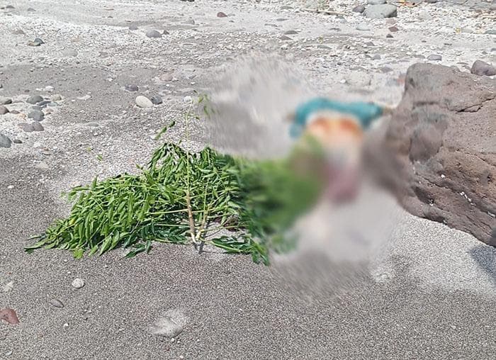 Mayat Perempuan Ditemukan di Pantai Ujong Seukee, Warga Sabang Dikejutkan