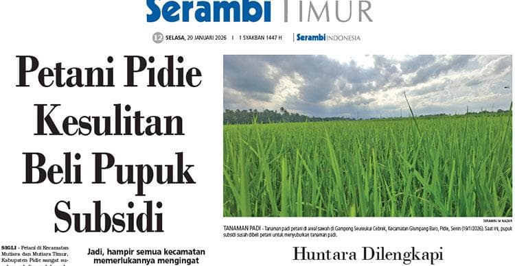 Petani Pidie Kesulitan Dapat Pupuk Subsidi, Tanaman Padi Terancam