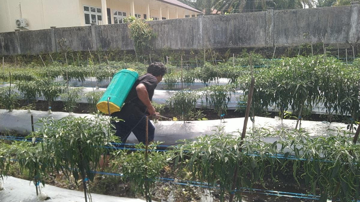 Harga Cabai Aceh Singkil Anjlok, Petani Tetap Semangat Rawat Tanaman