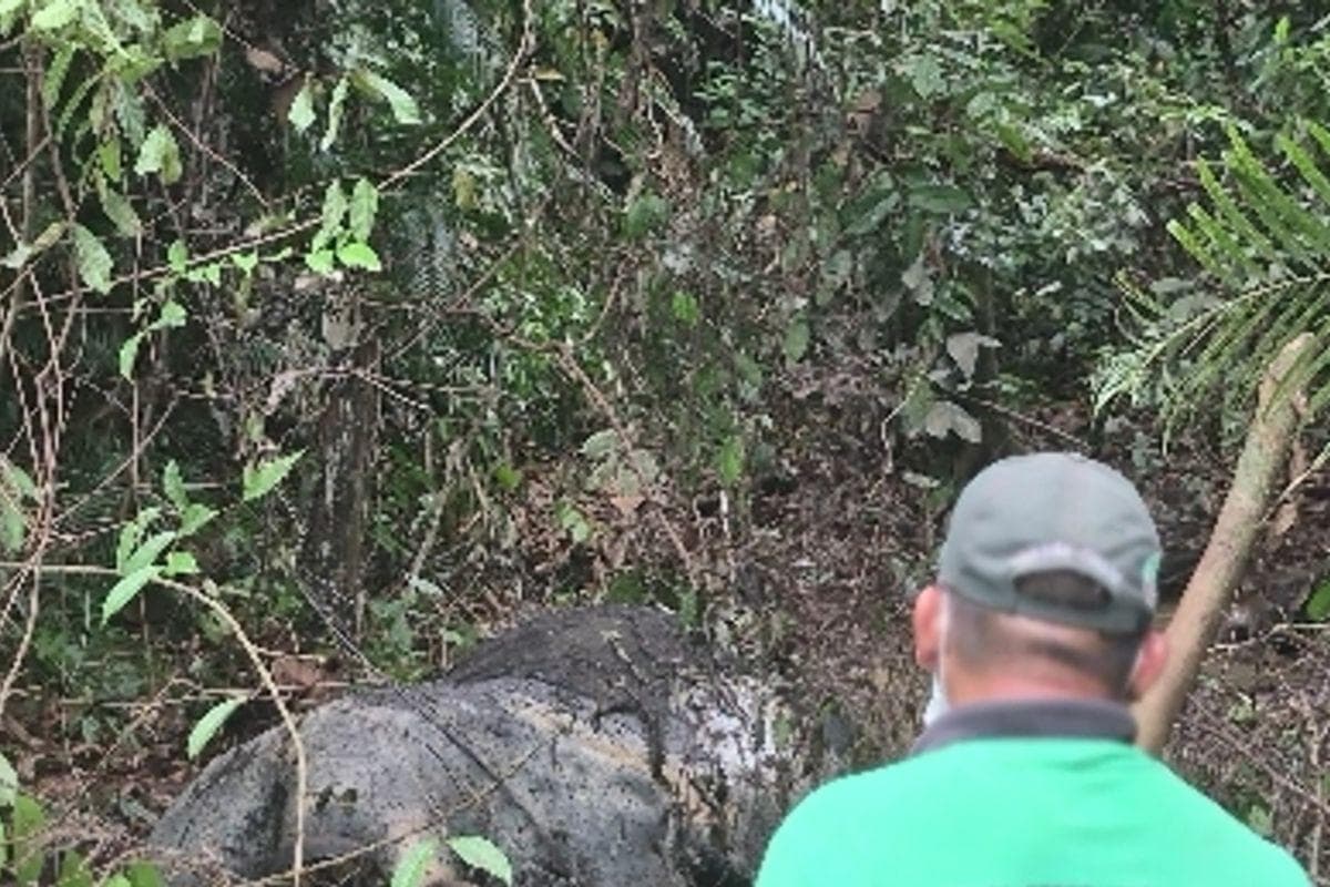 Gajah Sumatera Dibunuh di Pelalawan, Gading dan Kepala Hilang