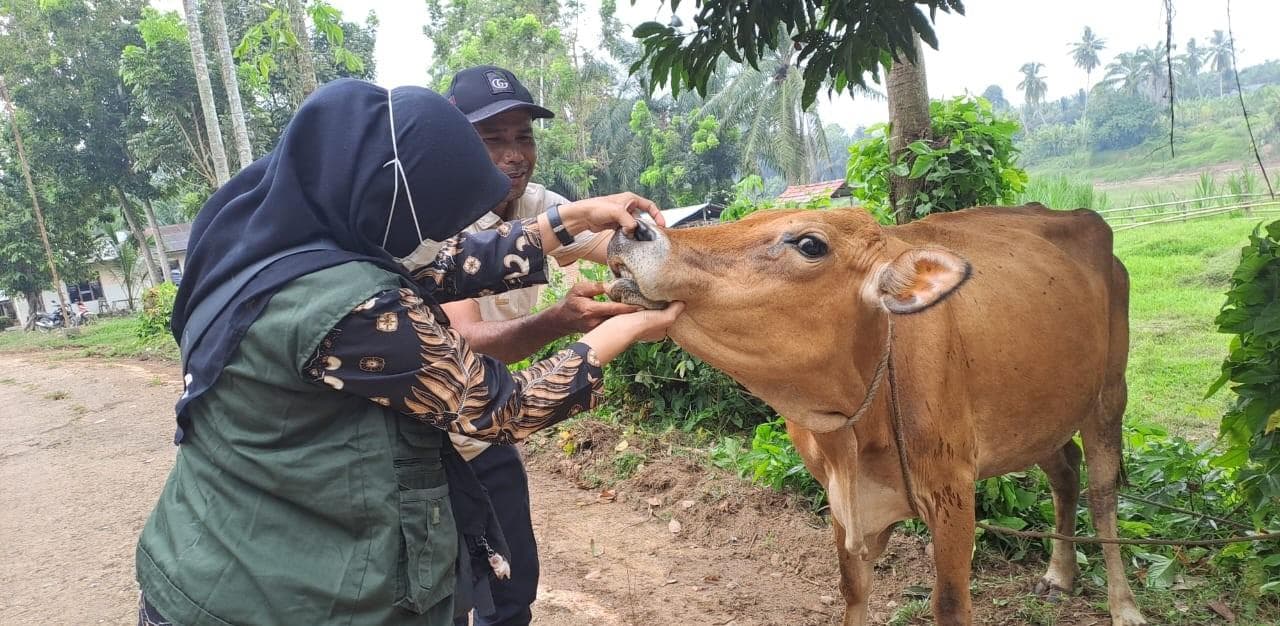 Disbunnak Aceh Utara Perketat Pengawasan Ternak Jelang Meugang