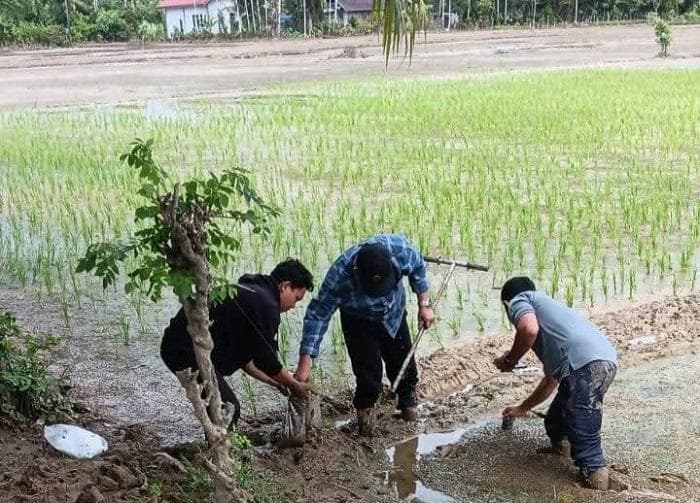 Lebih 2.000 Hektare Sawah Terdampak Lumpur Banjir, Aceh Barat Lakukan Uji Kelayakan Tanah