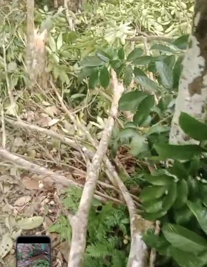 Kawanan Gajah Rusak Kebun Duku dan Langsat di Pidie, Petani Kecewa