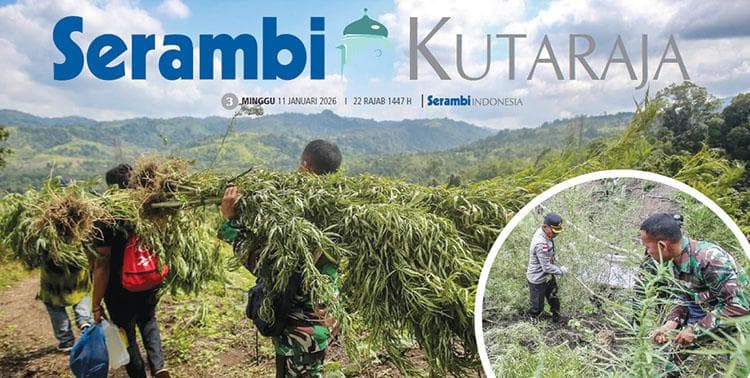 Polisi Musnahkan Ladang Ganja Seluas Setengah Hektar di Aceh Besar