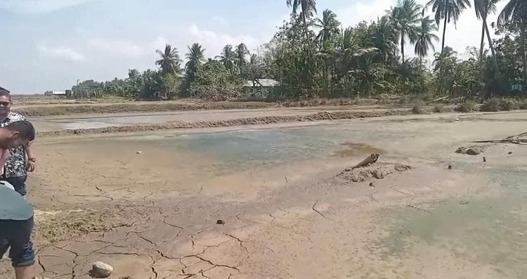 Pemkab Bireuen Pulihkan Sektor Perikanan Pasca Banjir, 4.943 Ha Tambak Rusak