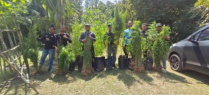 Polres Aceh Besar Musnahkan 375 Batang Ganja di Luthu, Satu Orang Ditangkap
