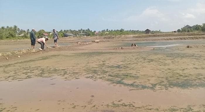 Petambak Bireuen Harap Kebijakan Pemulihan Pasca Banjir Hancurkan Tambak