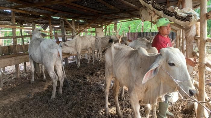 11 Ribu Sapi Mati di Aceh Tamiang, Peternak Berharap Bantuan Pemulihan