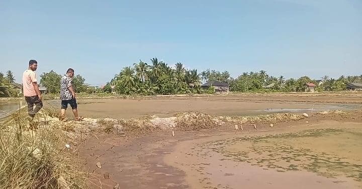 Banjir Gandapura-Bireuen: 150 Hektare Tambak Udang Rusak, Ekonomi Warga Lumpuh
