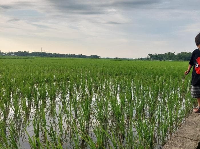 Petani Pidie Kesulitan Dapat Pupuk Subsidi, Dampak Tanaman Padi Terancam