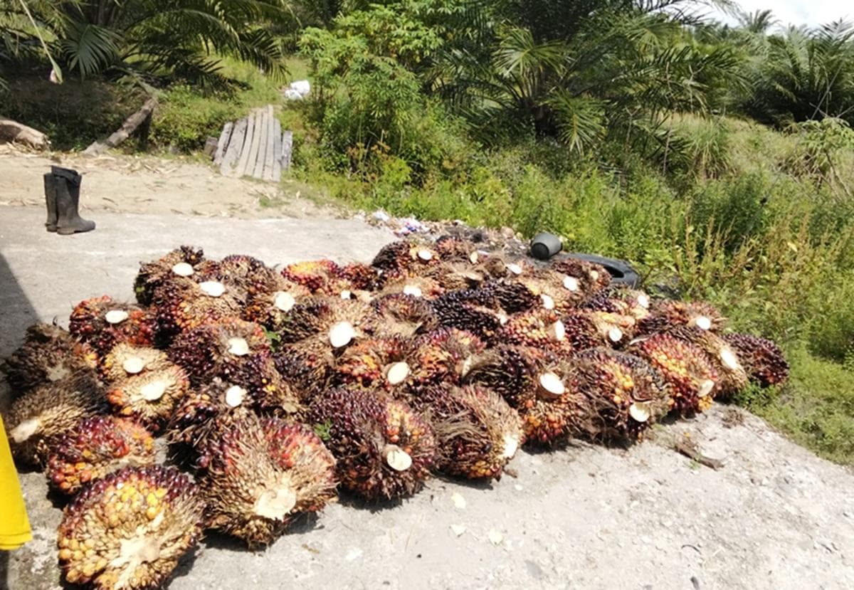 Harga Sawit Petani Aceh Singkil Stabil Rp 2.500 Pasca Lebaran