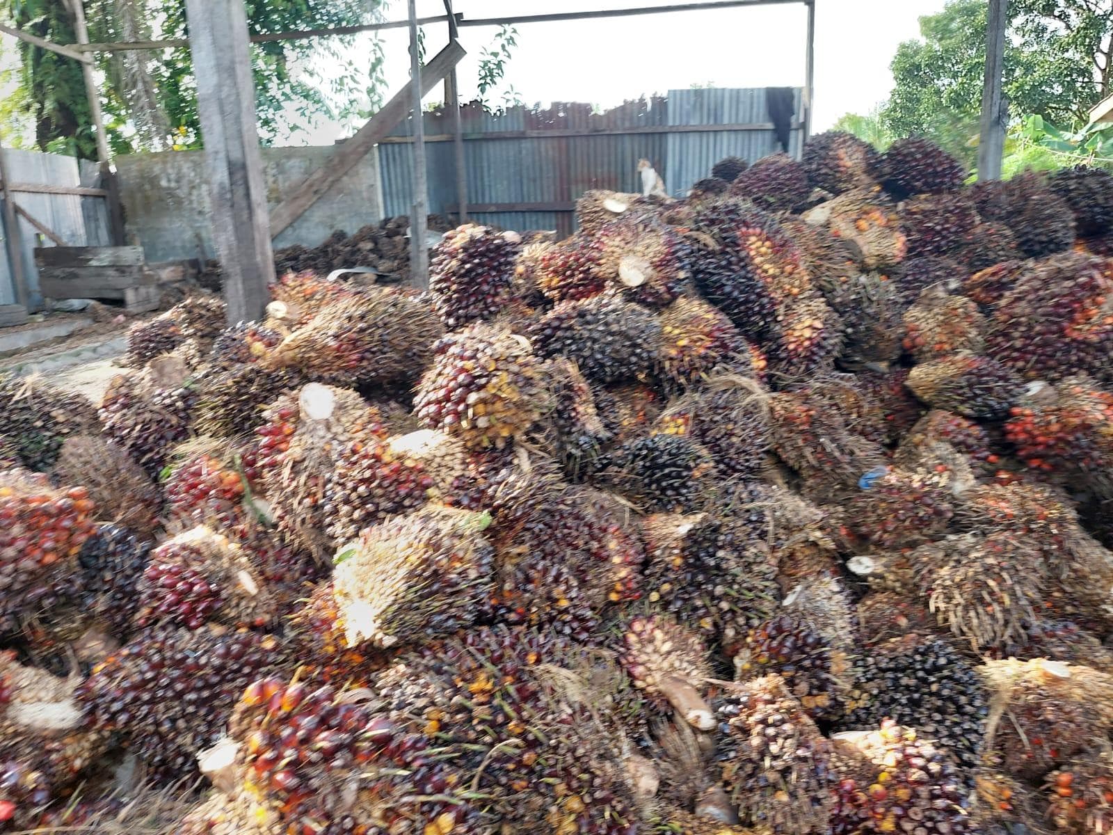 Harga Sawit Aceh Singkil Tembus Rp 2.700 per Kg, Petani Diminta Jaga Kualitas