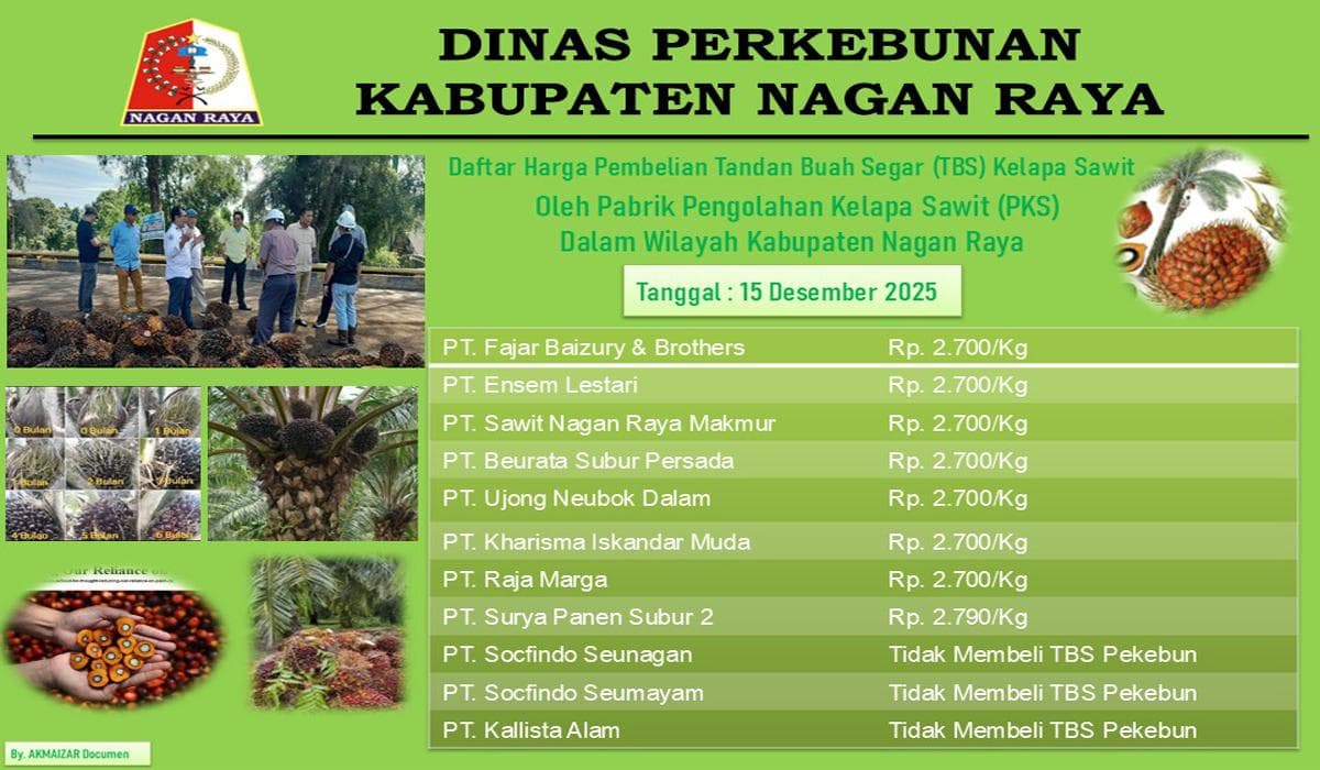 Pascabanjir, Harga TBS Kelapa Sawit di Nagan Raya Turun, PMKS Tertinggi Beli Rp 2.790 per Kg
