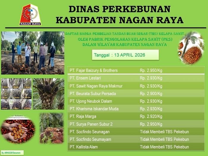 Harga TBS Sawit Nagan Raya Naik, PMKS Beli Tertinggi Rp 2.950 per Kg