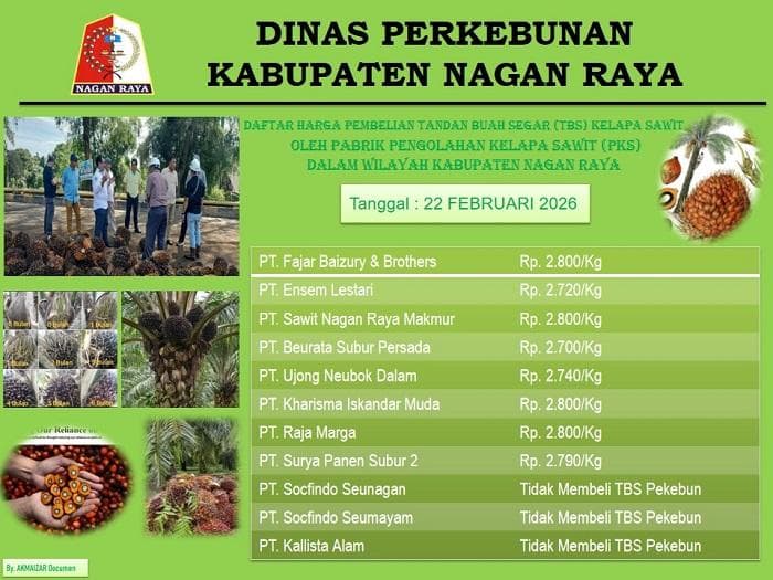 Harga TBS Sawit di Nagan Raya Turun Rp 60 per Kg Pekan Ini, Dampak ke Petani