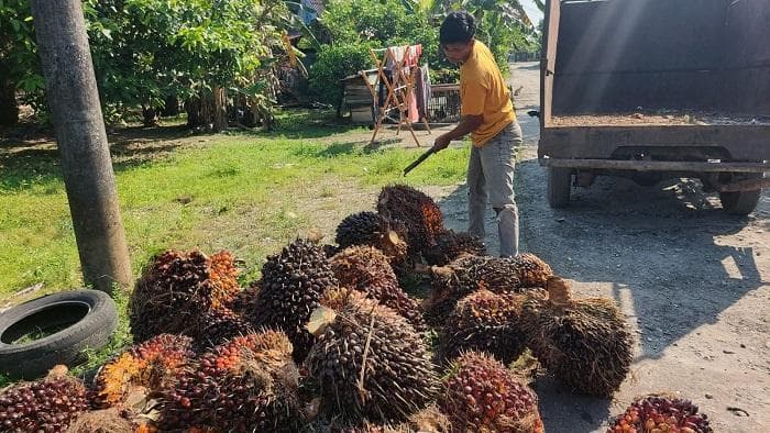 Harga Sawit Naik di Aceh Singkil Jelang Puasa, Petani Antusias