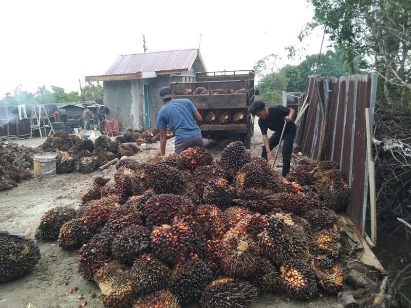 Ram Sawit Aceh Singkil Tutup Lebaran, Petani Harus Tunda Panen