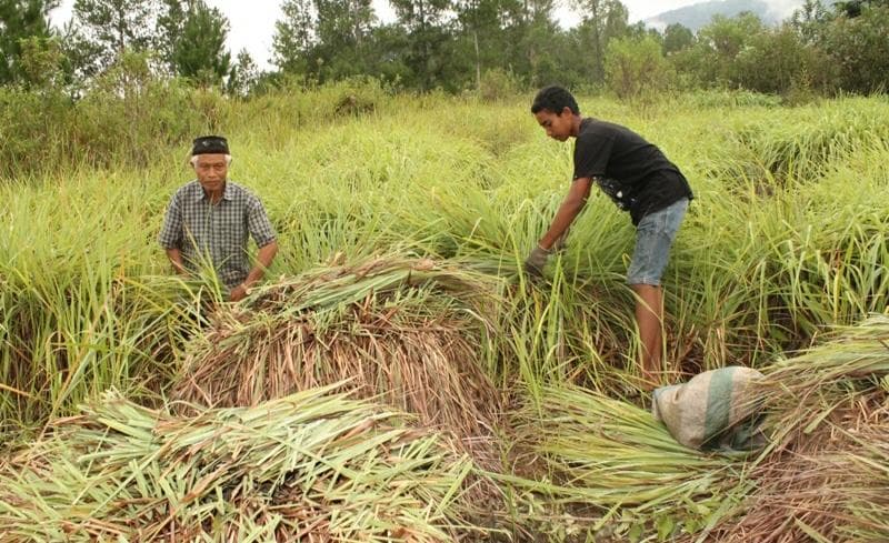 Harga Minyak Serai Wangi Naik, Petani Cabai dan Bawang di Gayo Lues Merugi