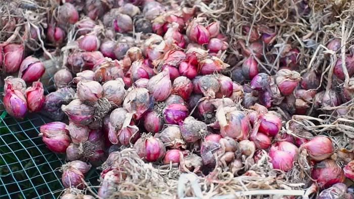 Aceh Alami Deflasi 0,24 Persen pada Februari, Bawang Merah dan Ikan Tongkol Jadi Pemicu