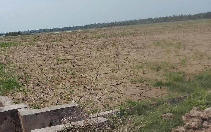 Kementan Alokasikan Rp336 Miliar untuk Rehabilitasi Sawah Terdampak Banjir di Aceh