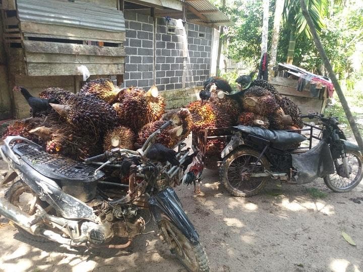 Harga Sawit Aceh Jaya Tembus Rp 3.170/Kg, Petani Senang Jelang Lebaran