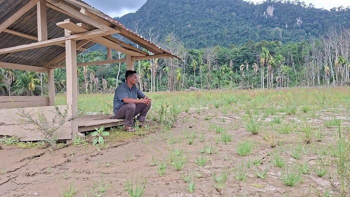 Petani Aceh Timur Kehilangan Mata Pencaharian Akibat Banjir Bandang