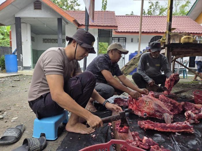 Mahasiswa PTIK Salurkan Sembilan Sapi Meugang untuk Warga Bencana Bireuen