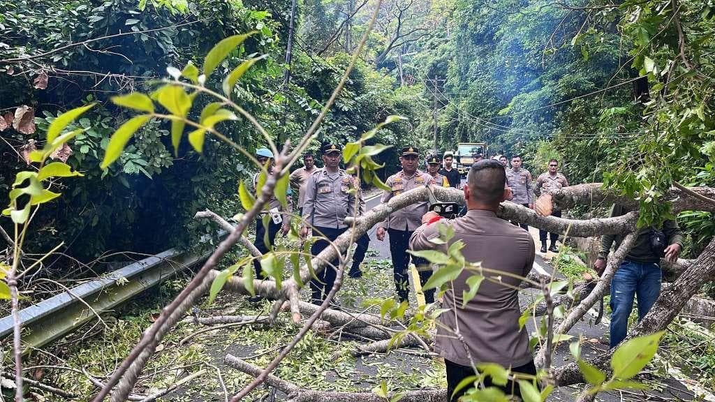 Pohon Tumbang Dominasi Bencana di Sabang, Warga Khawatir Dampaknya