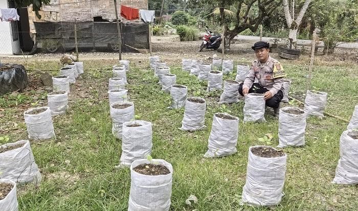 Lumpur Banjir Aceh Jadi Media Tanam Produktif, Tanaman Tumbuh Subur