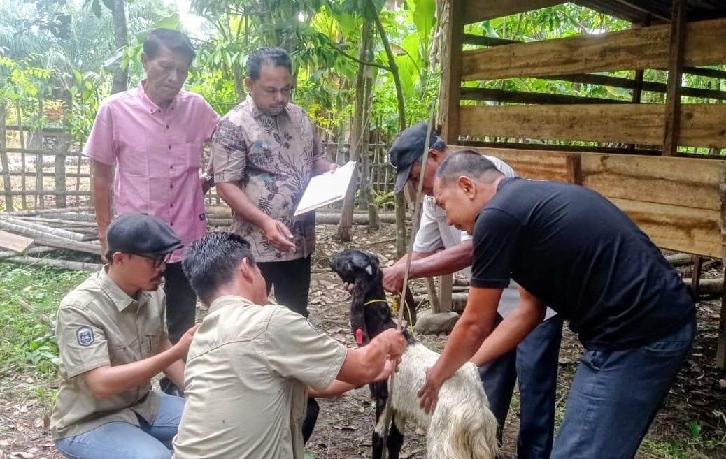 Gampong Palak Hilir Abdya Terima Bantuan Kambing Jawa Randu dari Kementan RI, Satu-satunya di Aceh