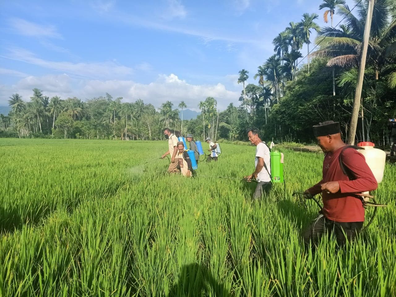 Dinas Pertanian Aceh Barat Daya Gerak Cepat Atasi Hama Padi di Tangan-Tangan