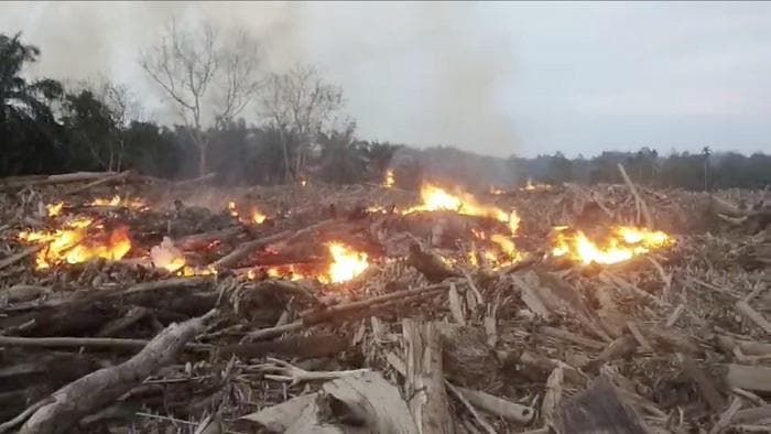 Kebakaran 14 Ha Kebun Sawit di Aceh Utara Akibat Kayu Sisa Banjir
