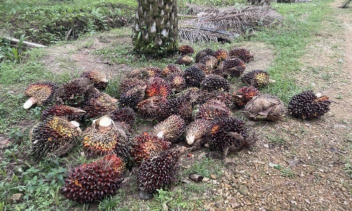 Harga Sawit Aceh Jaya Naik, Petani Senang dengan Rp 2.820 per Kilogram