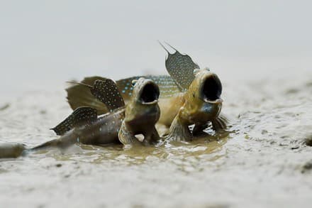 Dugaan Penyimpangan Dana Bencana Aceh, Polisi Diminta Tindak Lanjuti