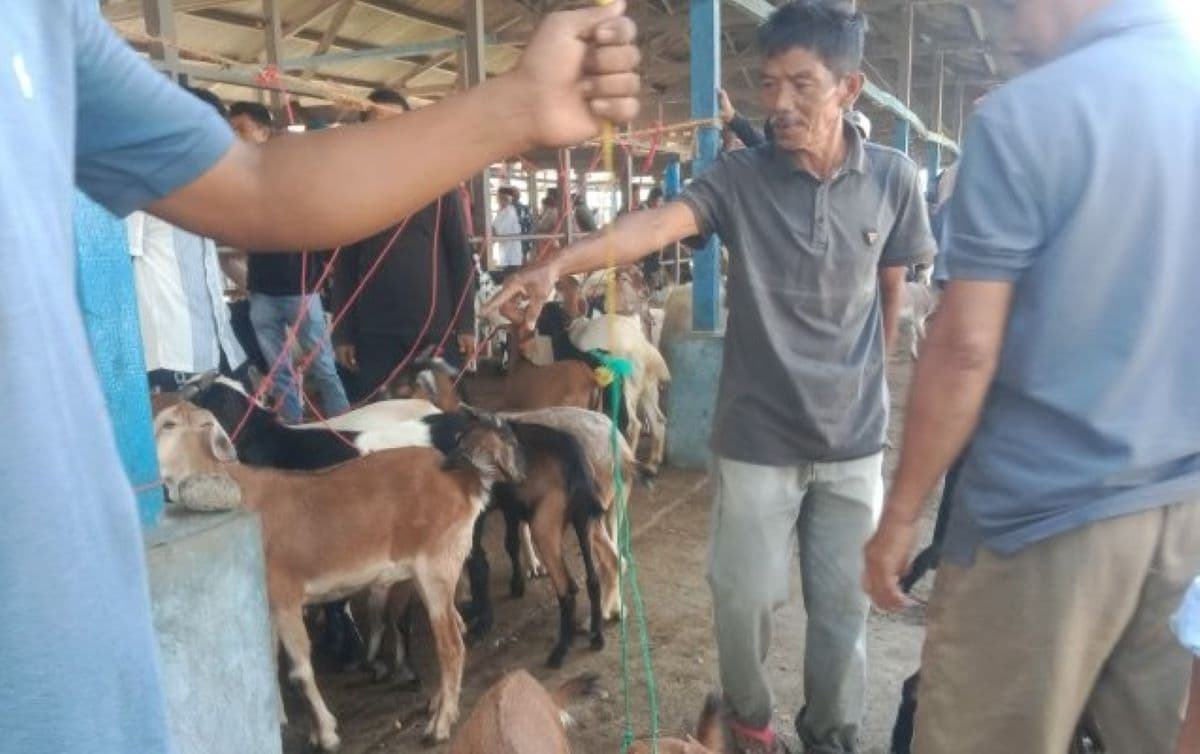 Pasar Hewan Sibreh Ramai Jelang Meugang, Harga Sapi Stabil di Aceh Besar