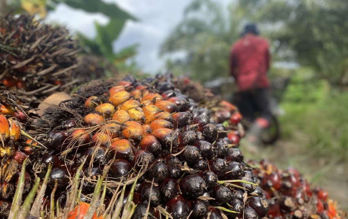 Harga TBS Sawit Aceh Tembus Rp 3.431 per Kilogram, Dampak ke Petani