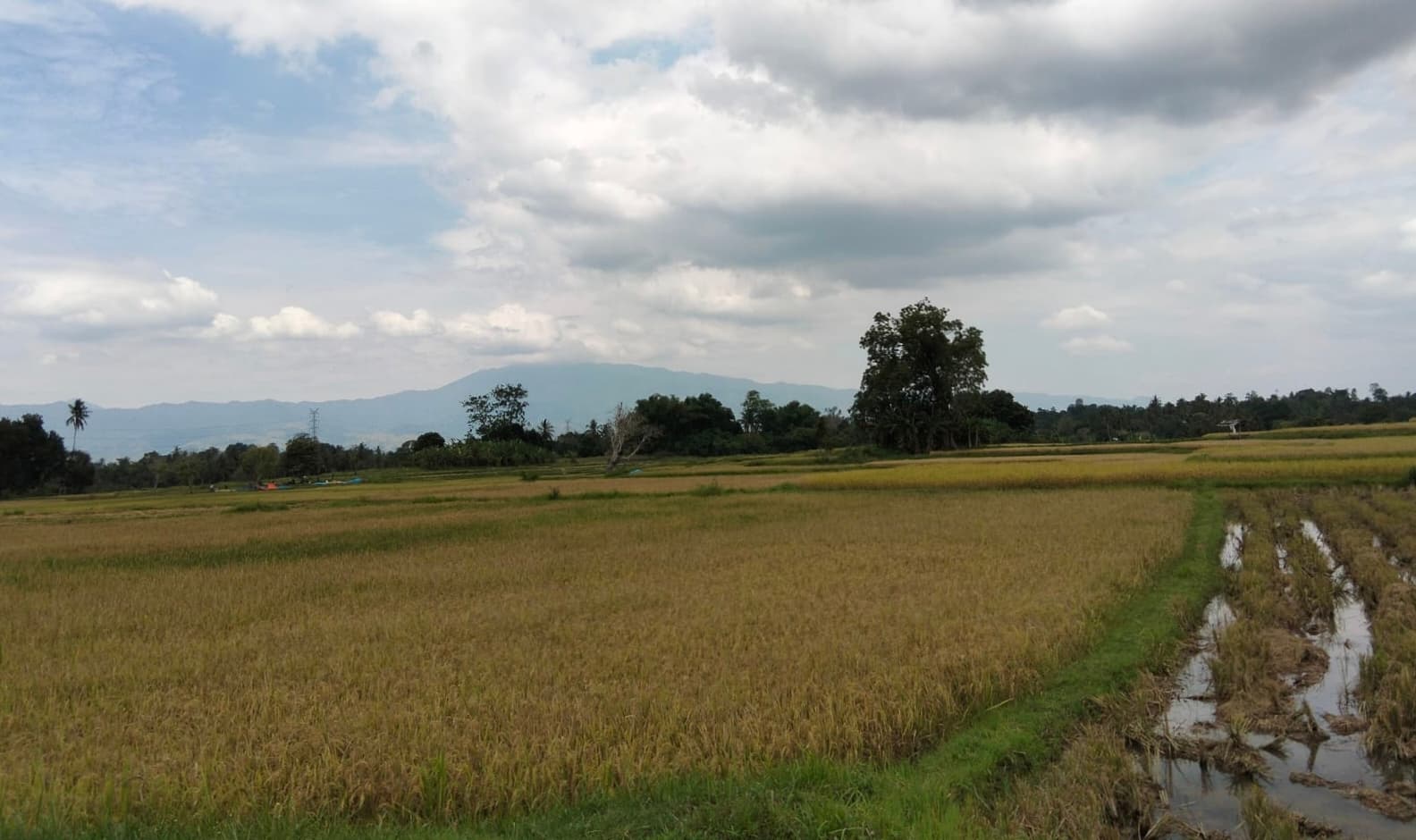 Petani Aceh Besar Waspada Gagal Panen Akibat Ketergantungan Hujan