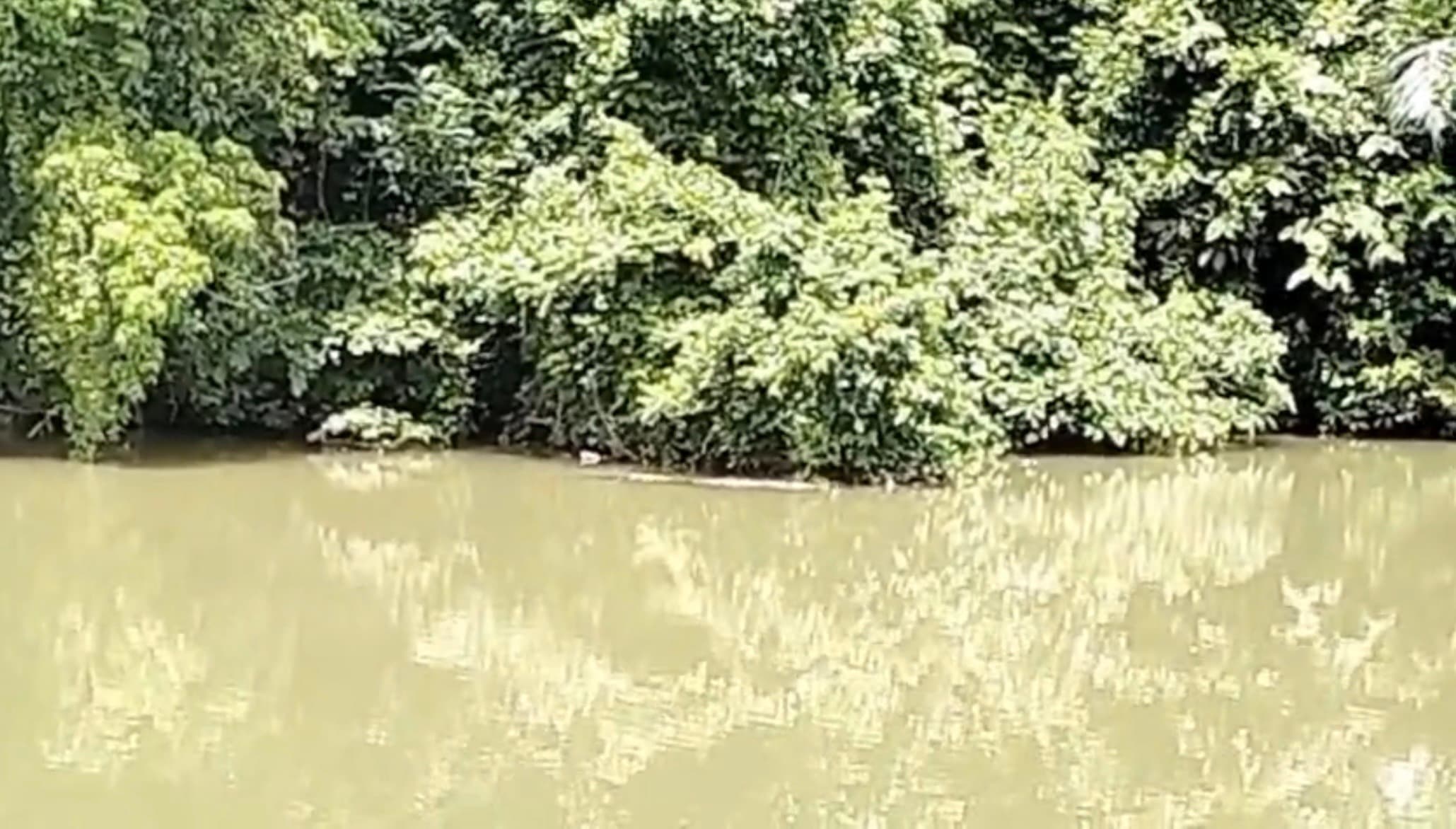 Buaya di Sungai Sarah Aceh Besar Terbawa Banjir, Warga Diminta Waspada