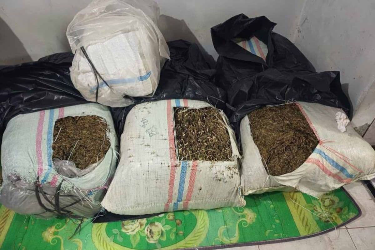 Polda Aceh gagalkan peredaran 50 kg ganja di Bireuen, pelaku ditangkap