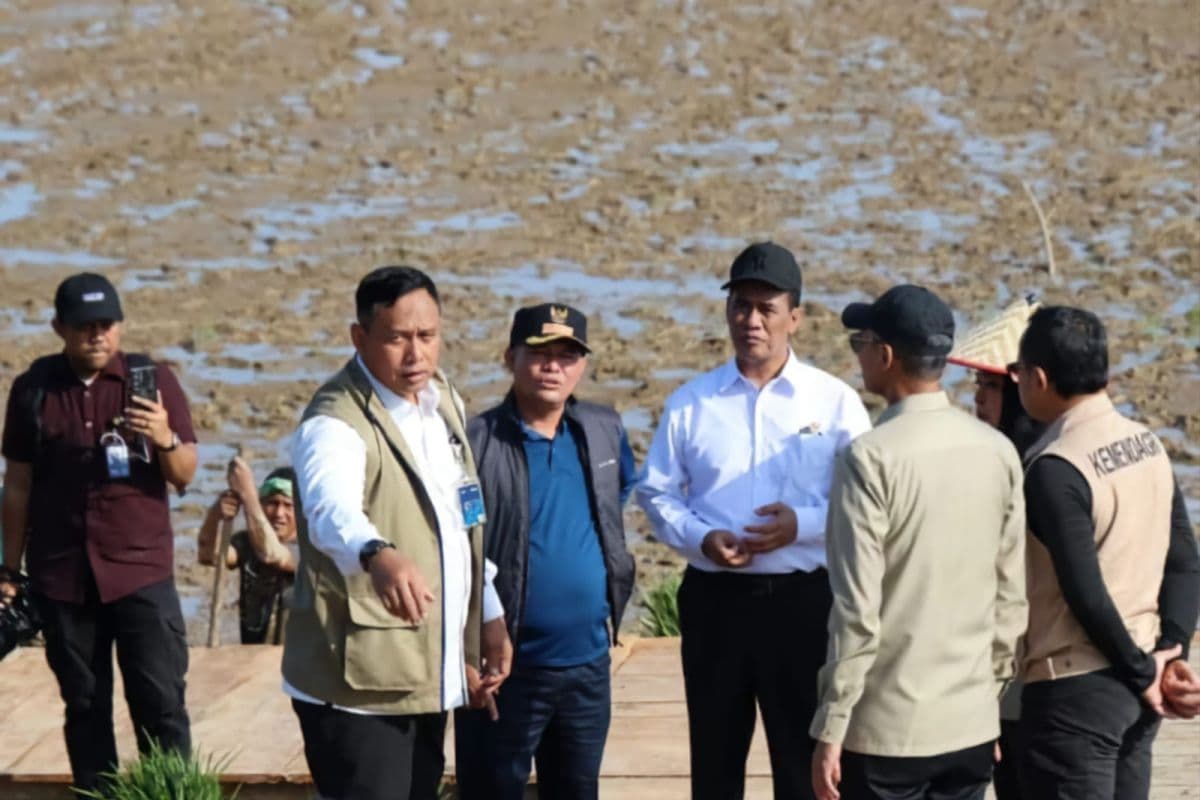 Dinas Aceh Utara intensifkan 54% sawah tak terdampak bencana untuk jaga produktivitas